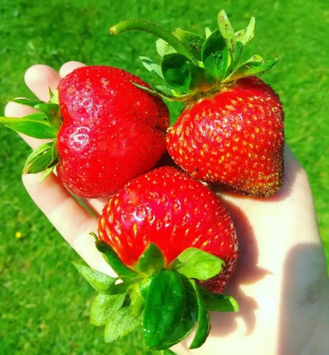 Harvest-ready berries pictured from plants grown with CEMEHA SEEDS Giant Strawberry Fresca