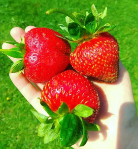 Harvest-ready berries pictured from plants grown with CEMEHA SEEDS Giant Strawberry Fresca