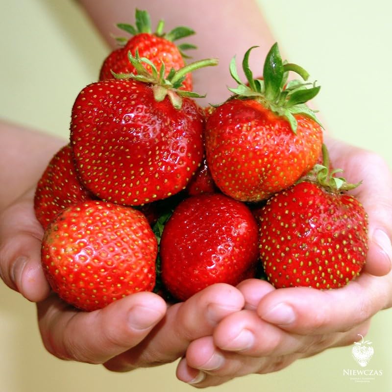 Healthy green leaves indicate vigorous growth from CEMEHA SEEDS Giant Strawberry Fresca