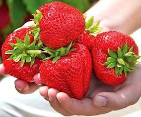 Illustration of uniform-density growth from CEMEHA SEEDS Giant Strawberry Fresca