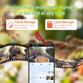 Centvicam cloud and local storage keeps precious bird moments