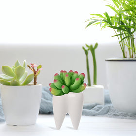 Ceonam teeth-shaped pot ready for hydroponic setups or soil-based plants.