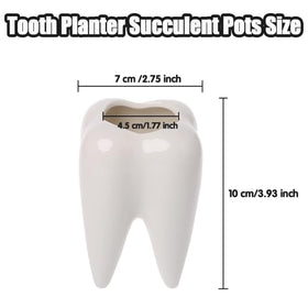 Ceonam teeth-shaped planter featuring a compact succulent for desk decor.