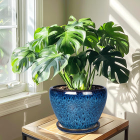 Blue Ceramicfor planter with saucer included to protect surfaces.