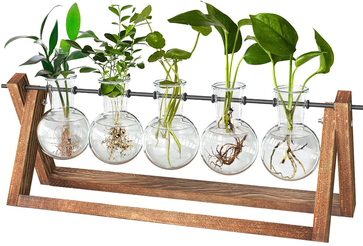 CFMOUR plant terrarium with wooden stand on a desk for elegant propagation display
