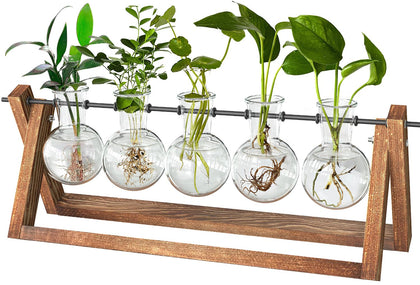 CFMOUR plant terrarium with wooden stand on a desk for elegant propagation display