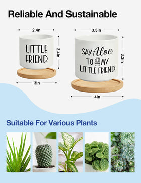Cgvovgr Little Friend small pot close-up for compact succulent display
