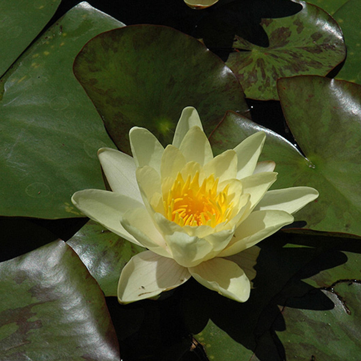 Chalily healthy plant arrival signals disease-free, ready-to-plant stock.