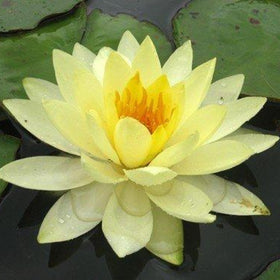 Chalily patio pond planting demonstrates easy drop-in setup.