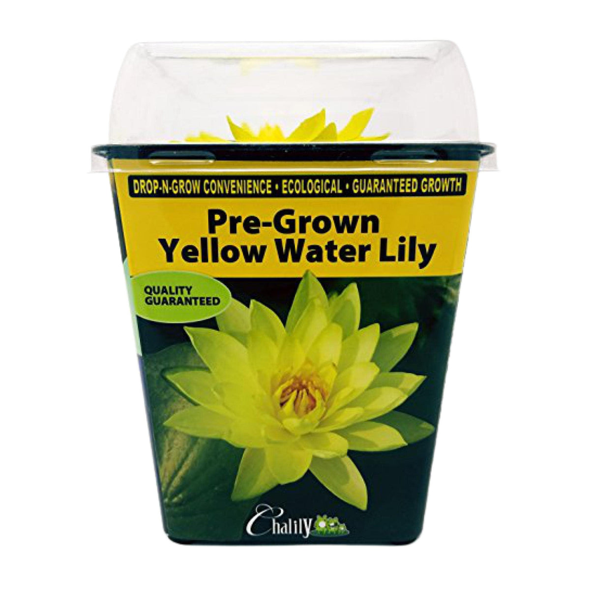 Chalily pre-grown water-lily ready-to-plant for instant pond interest.