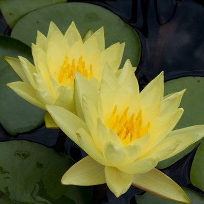 Chalily water-lily bloom in a pond adds vibrant color and natural beauty.