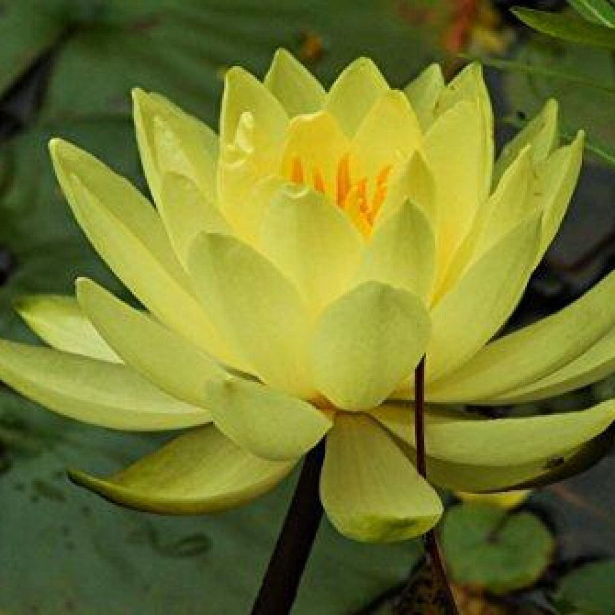Chalily winter care guidance: trim foliage and keep lily bottom of pond.