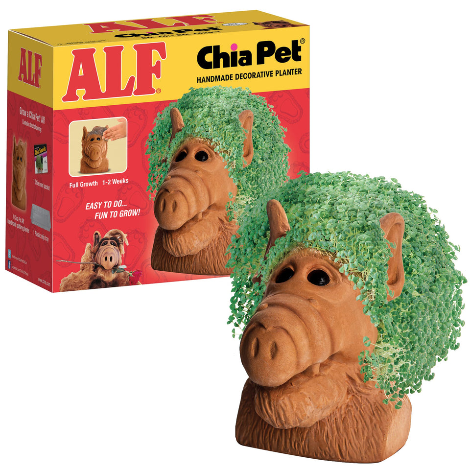Chia Alf seed-pack in decorative terracotta planter for easy growing