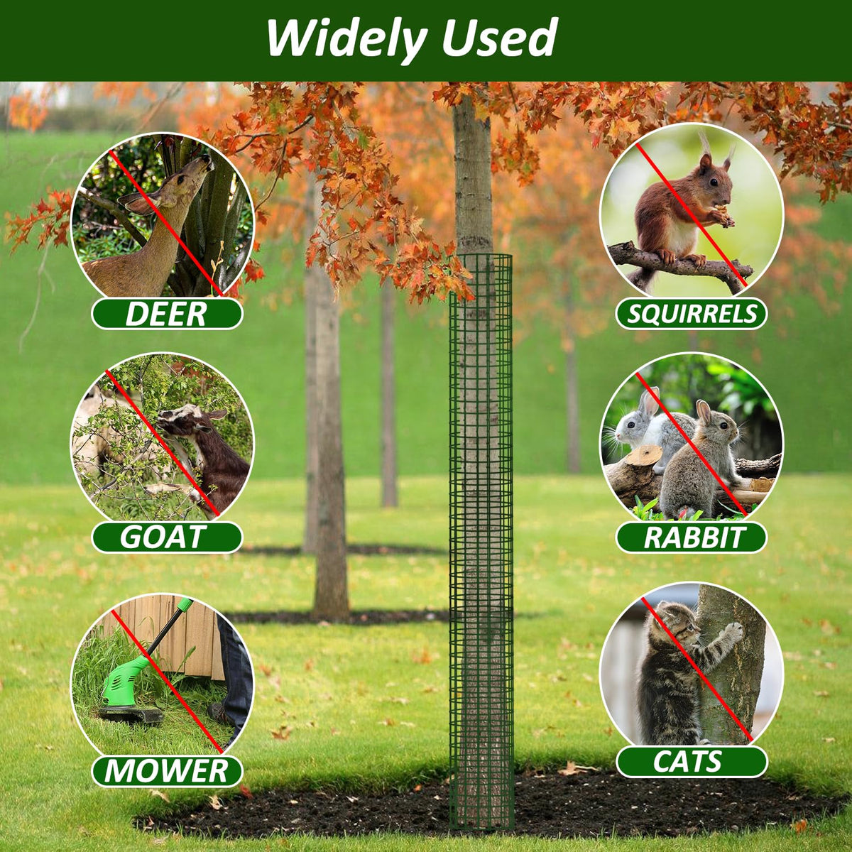 Chicarry deer and rodent protection supports healthy sapling growth.