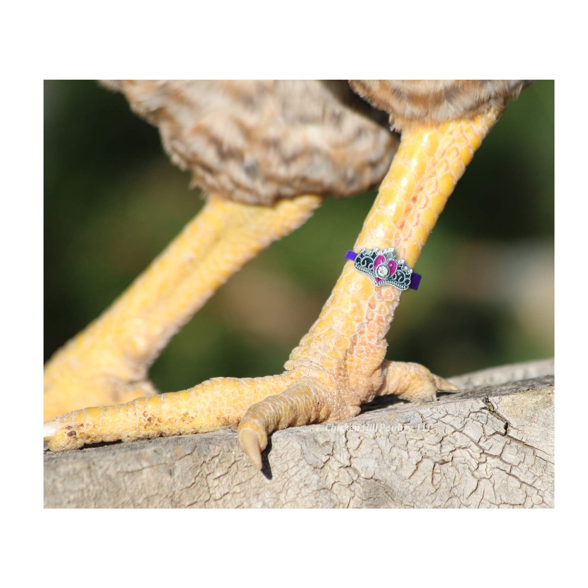Chicken Hill 20 chicken charm daisies leg bands help distinguish birds at a glance