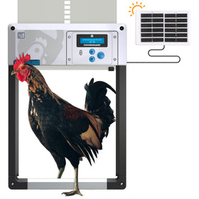 ChickenGuard One coop door in action delivering hands-free access for your flock