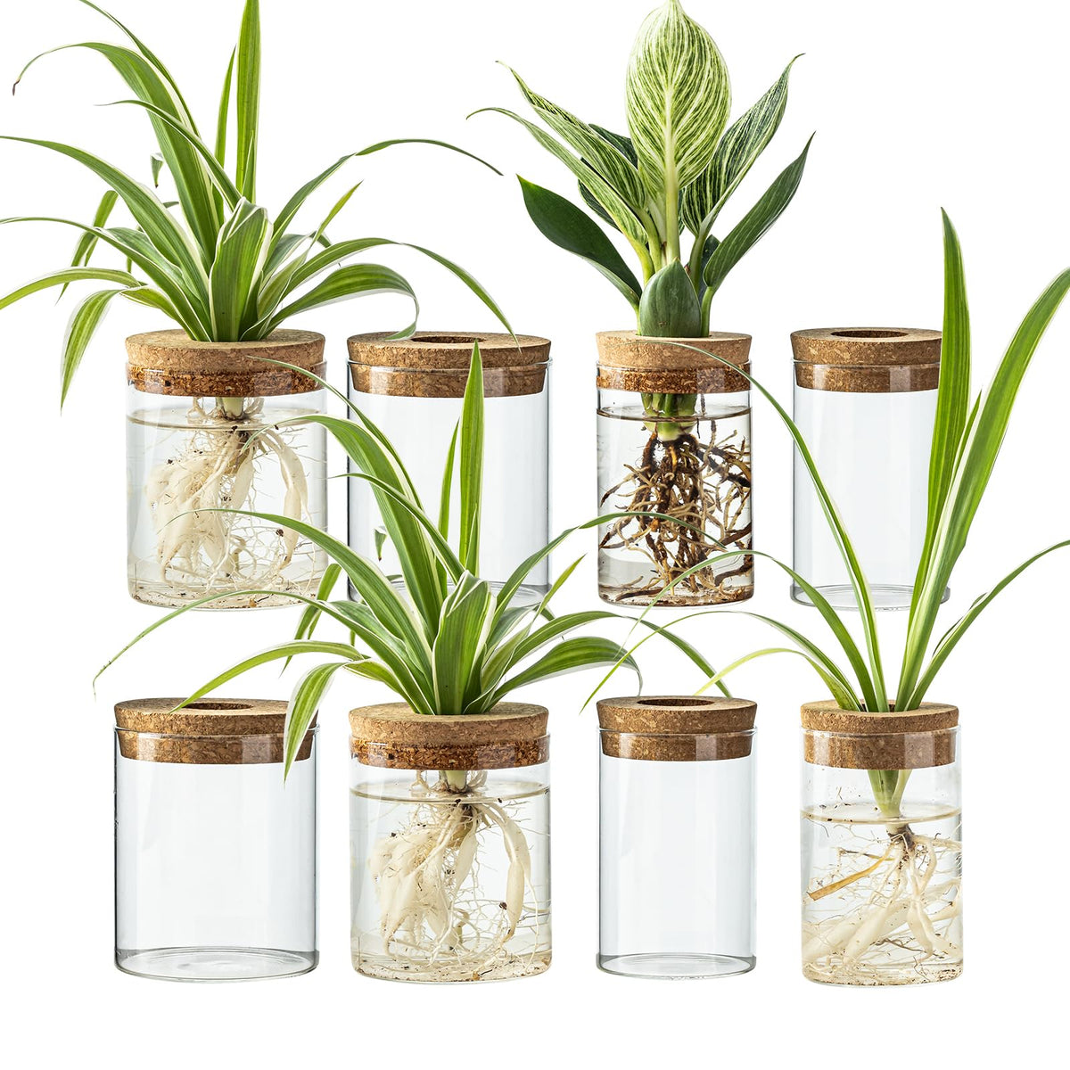 CHPINDAM glass propagation station large clear bottle ideal for desk friendly propagation