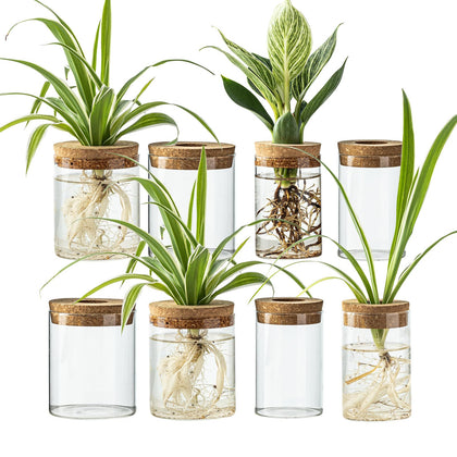 CHPINDAM glass propagation station large clear bottle ideal for desk friendly propagation