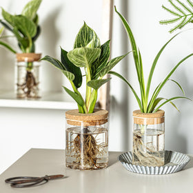 CHPINDAM Nordic style propagation vase adds elegant desk greenery