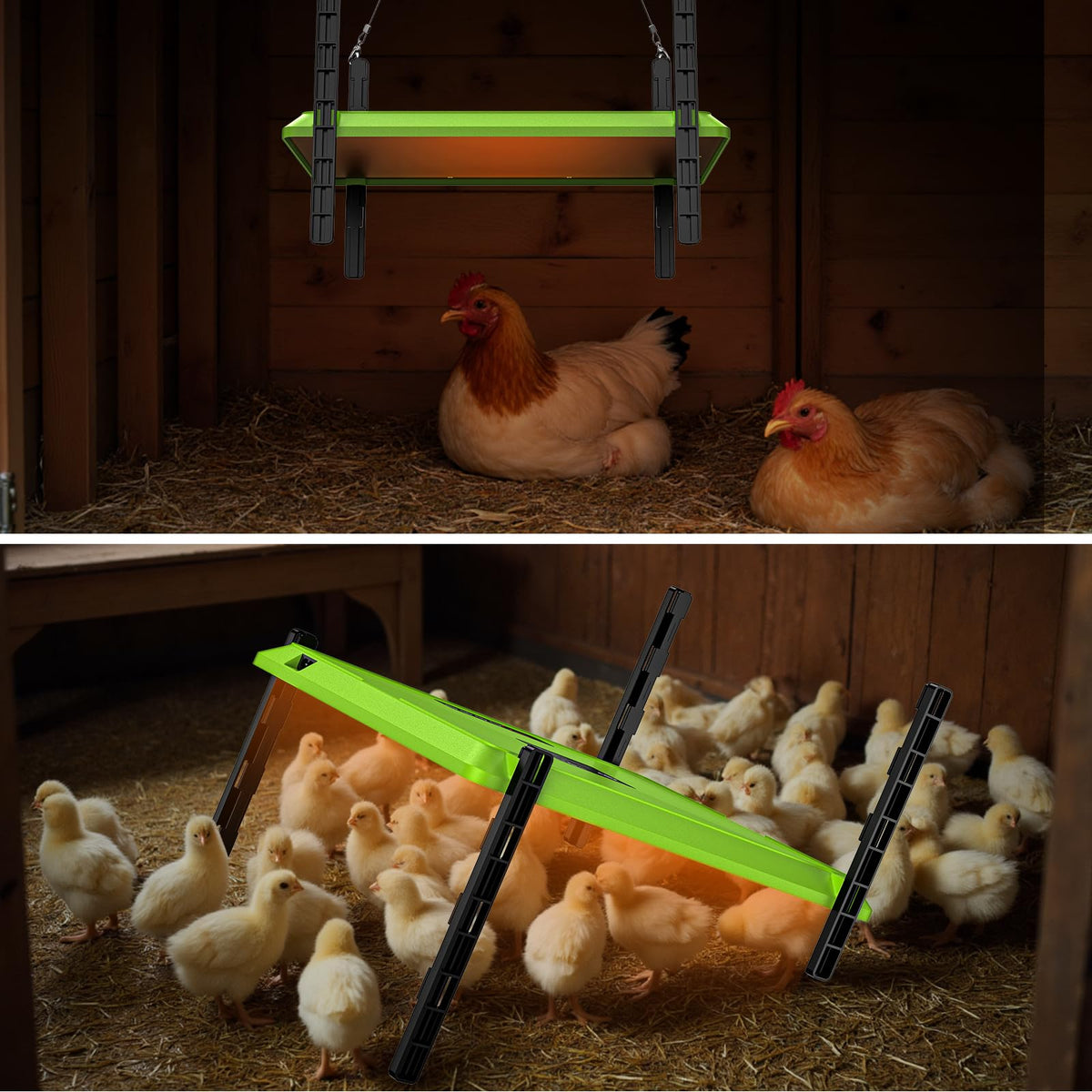 Chtooocy cozy warmth for up to 20 chicks from hatch to feathered stage.