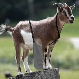 Chuanke adjustable triple-strap design fits goats of various sizes