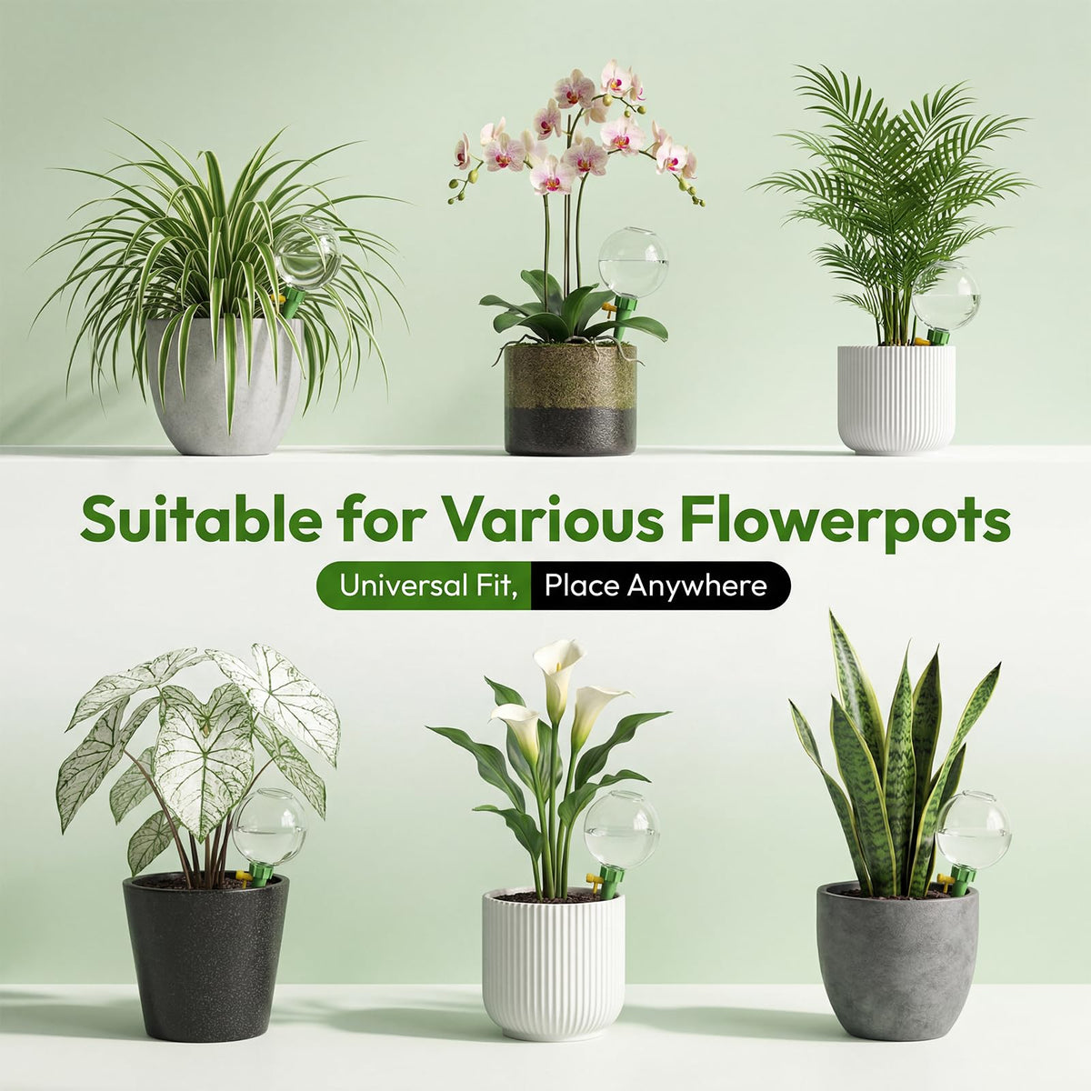 Chufa indoors or outdoors, suitable for varied planters and setups.