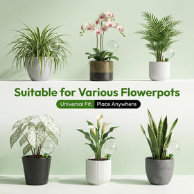 Chufa indoors or outdoors, suitable for varied planters and setups.