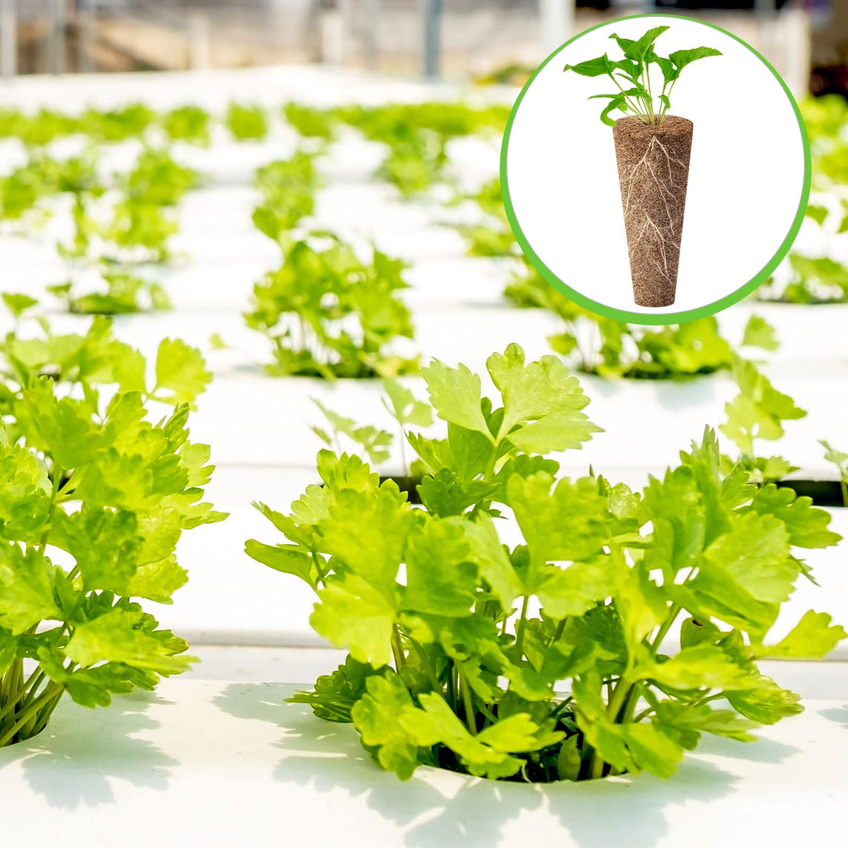 Chumia seedlings ready for soil transplant after established roots