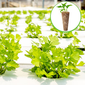 Chumia seedlings ready for soil transplant after established roots