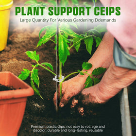Chyaya plant clip on vines in use secures stems for healthier growth.