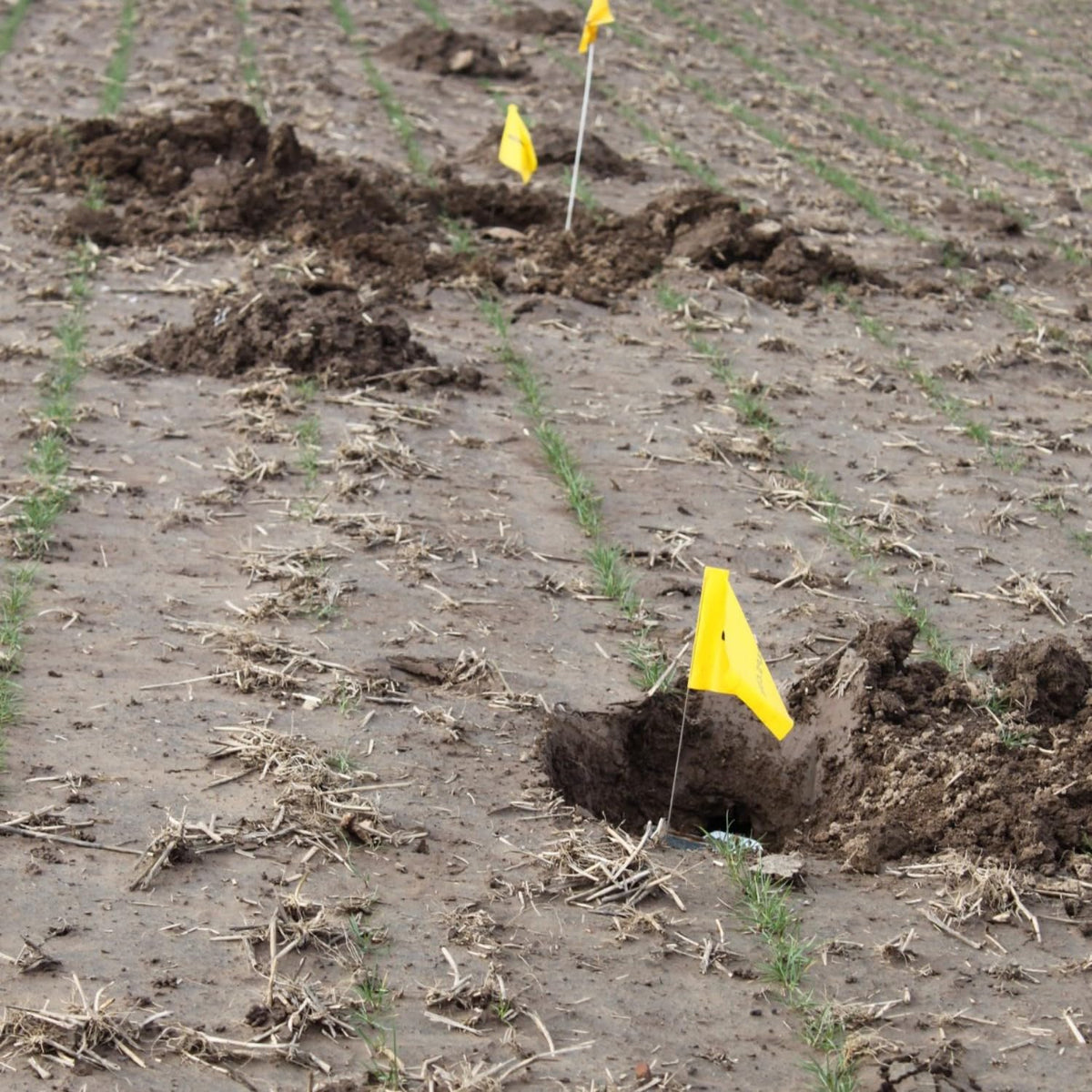 Cinch Gopher Trap small pack ready-to-install shows clear placement for precise use.