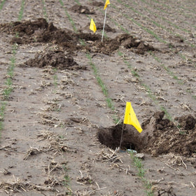 Cinch Gopher Trap small pack ready-to-install shows clear placement for precise use.