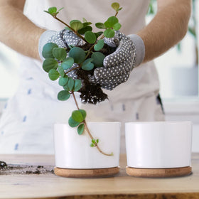 Cindeer ceramic pot with bamboo tray close-up detail