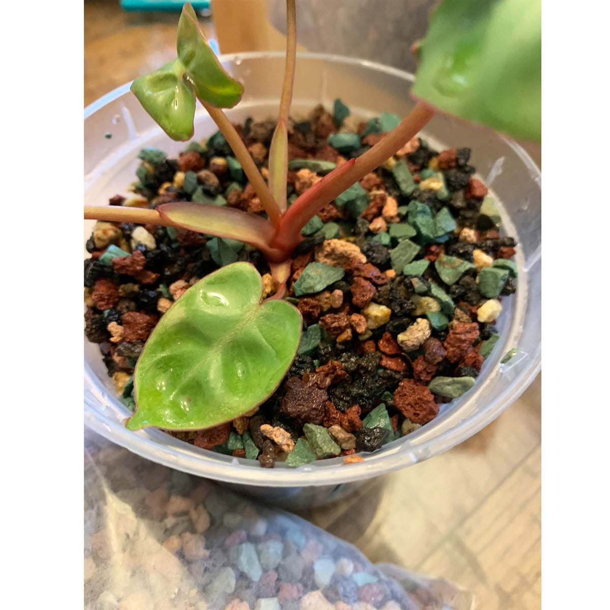 CJGQ 18lb lava rock mix view showing plant drainage and aesthetic appeal.