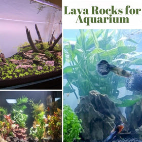 CJGQ lava rocks are ideal for bottom drainage and moisture control in pots.