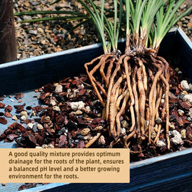 CJGQ bonsai soil mix pumice detail supports water retention and aeration