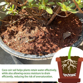 CJGQ coco coir ideal for seed germination and microgreens