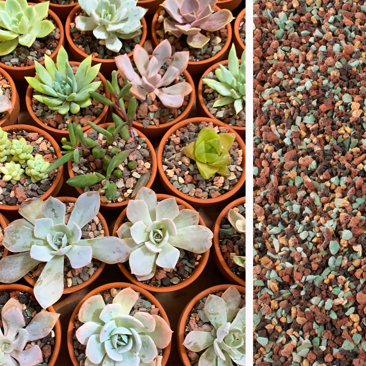 CJGQ decorative stones ideal for bonsai and succulent top dressing.