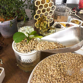 CJGQ Maifan stones potting pebbles for versatile planting