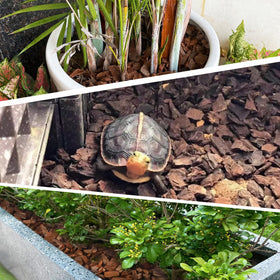 CJGQ orchid bark improves drainage and root environment in pots