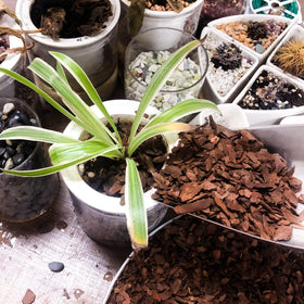 CJGQ orchid bark texture promoting drainage and root protection.