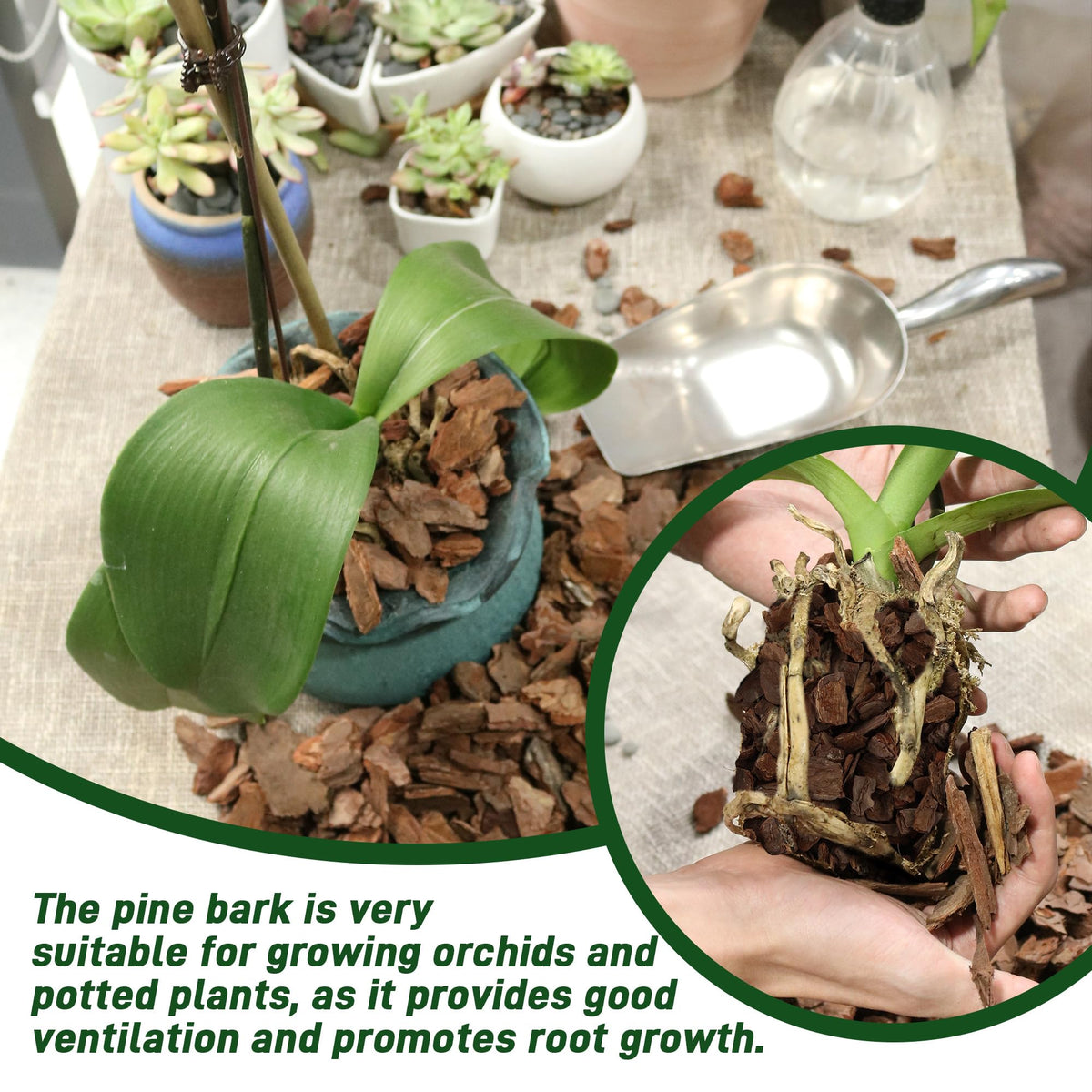 CJGQ pine bark with air-flow voids improving root oxygen