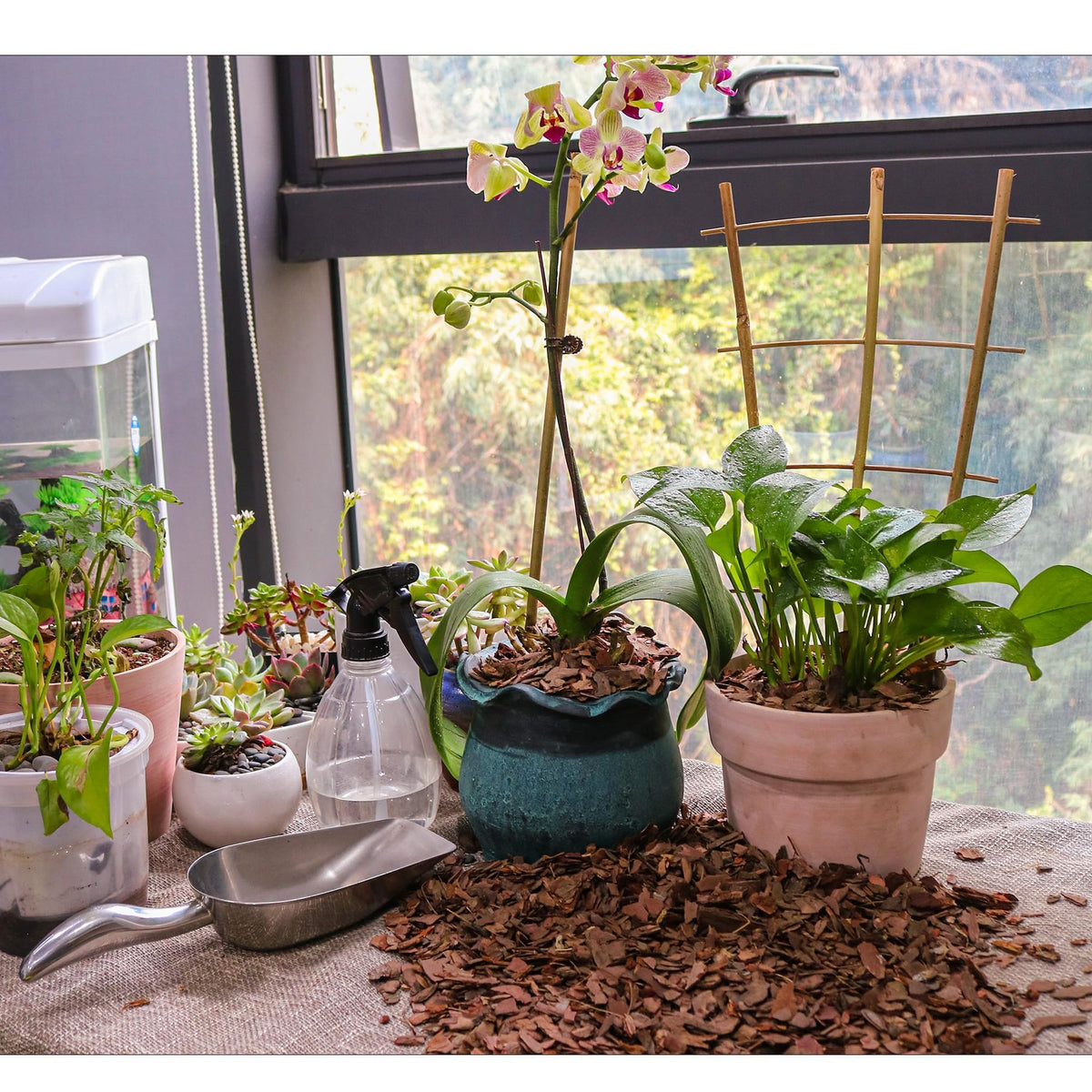 CJGQ soil amendment for orchids enhances potting mix structure.