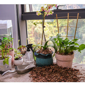 CJGQ soil amendment for orchids enhances potting mix structure.
