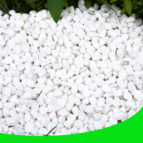 CJGQ White Pebbles in a plant container enhance display and drainage.