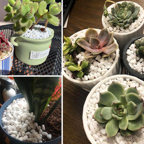 CJGQ White Pebbles in succulent pots aid drainage and root protection.