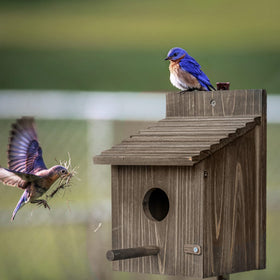 CLACKIBUKVYZ royal blue bird house entrance area for safe bird visits.
