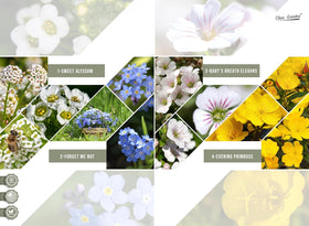 Backyard-ready California wildflowers create low-maintenance, pollinator-friendly borders.