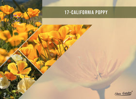 Claix Garden California-native mix thriving in sunlit space with low maintenance.