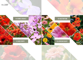Claix Garden colorful wildflowers budding in a garden bed for a vibrant border.